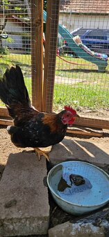 Ayam serama - 2