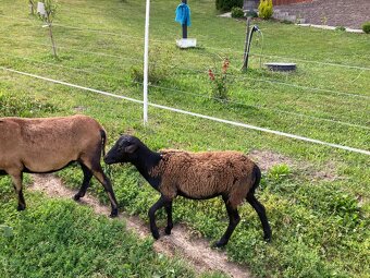 Kamerúnske jahničky🐑🐑 - 2