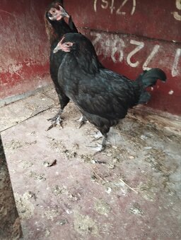 Ponúkam na výmenu sliepočky - 2