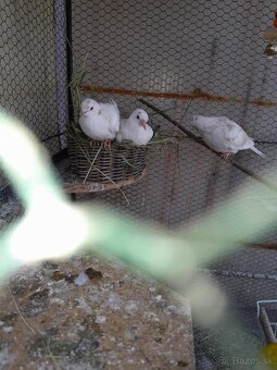 Hrdličky chichotavé - 2