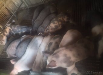 Presticke X Pietrain 20-25kg - 2