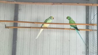 Alexander malý opaline HCH - 2