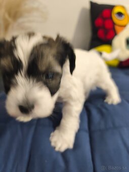 Čínsky chocholatý pes - 2