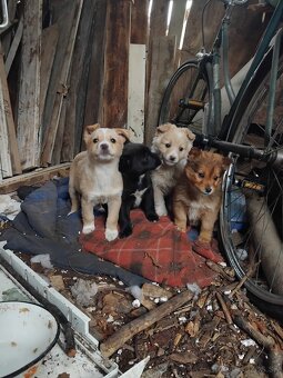 Darujem šteniatka - 2