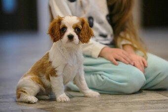 Cavalier King Charles Španiel - 2