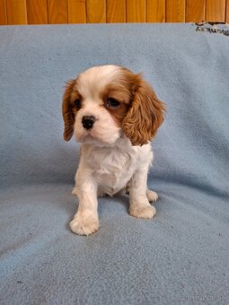 Cavalier kavalier - 2