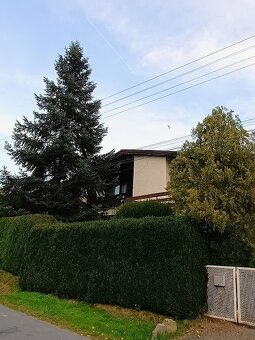 Vianočný strom. - 2