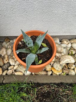 Agave (17cm) v plastovom crepniku - 2