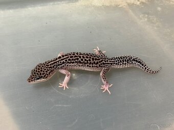 Gekoncik nočný Total eclipse - 2