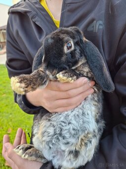 Zakrslý králik baranček - 2