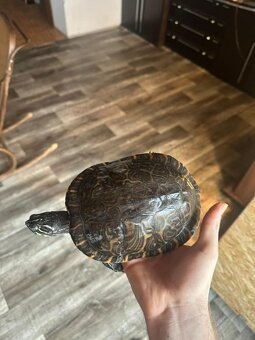 Vodná korytnačka - 2