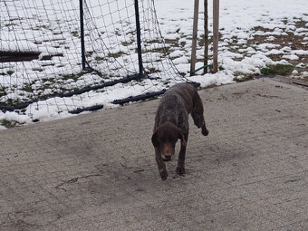 Nemecký kratkosrsty stavac - 2