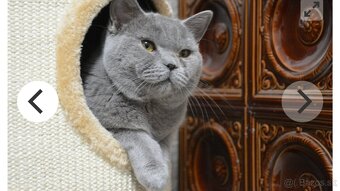 Kocúr na krytie - 2