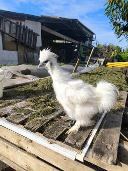 Predám hodvábničky biele veľké - 2