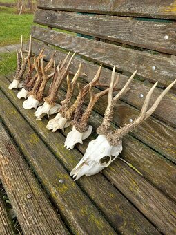 Srnčie trofeje na čielkach - 2