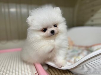 Pomeranian mini 🤍 - 2