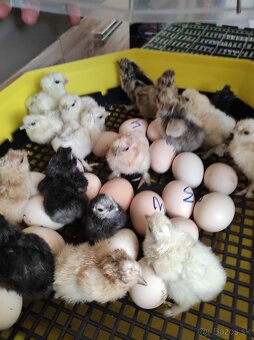 Hodvábničky - kuriatka - 2