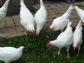 Marans a Leghorn - 2