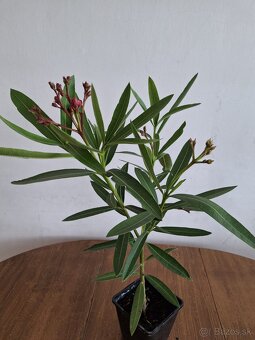 Oleander - 2