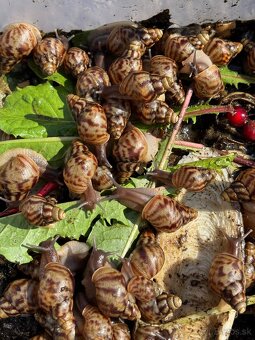Achatina - 2