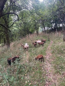 Kamerunské ovce - 2