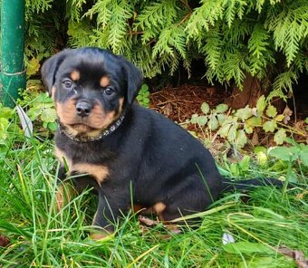 Rotvajler,rottweiler,RTV, šteniatka rottweilera - 2