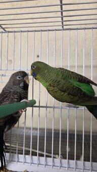 Andulka blackface - 2