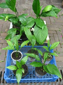 Lopatkovec - Spathiphyllum - 2