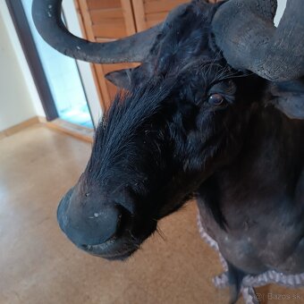 Trofeje, pakôň - 2