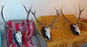 Jelenie trofeje - 3 ks - 2