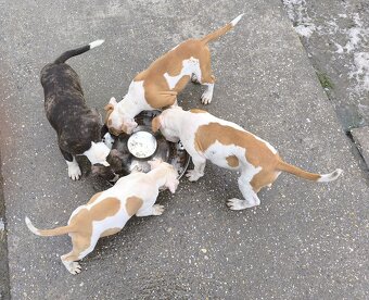 AMERICKÝ STAFORDŠÍRSKY TERIÉR s PP - 2