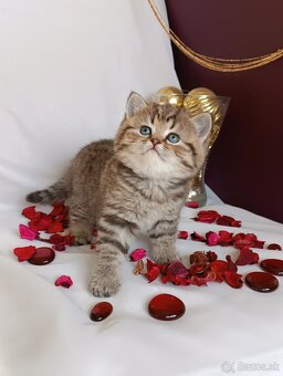 Britske maciatko na rezervácie - 2