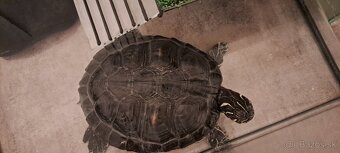 Predám vodnú koritnačku - 2