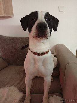 Darujem psíka - 2