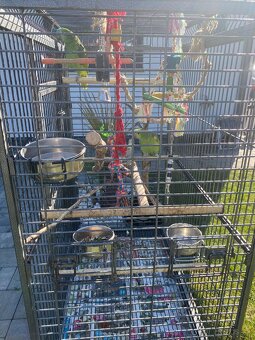 Amazonan modročelý - 2