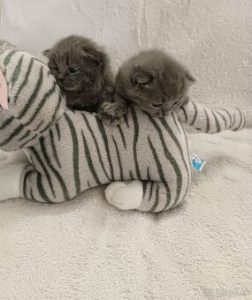 Britské krátkosrsté mačiatka - 2