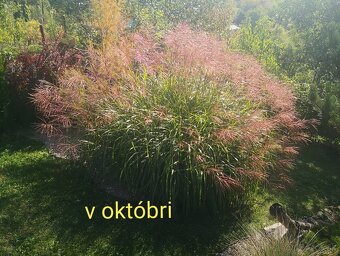 Ozdobnica - 2