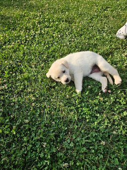 Labrador/Slovenský čuvač - 2
