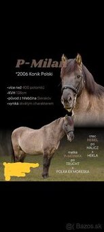 Polski konik (Tarpan) - 2