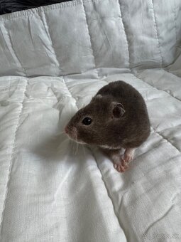 Sýrsky škrečok s PP + box a doplnky - 2