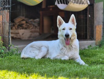 Zimný vrh Biely švajčiarsky ovčiak - 2