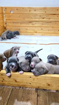 Štěňátka American Bully XL - registrace ABKC  (Jihlava CZ) - 2