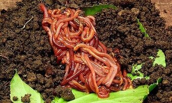 Kalifornské dážďovky - pripravené násady - 2