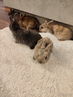 Predáme zakrslych zajacikov - 2