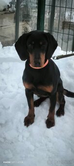 Slovenský kopov - 2