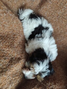 Yorkshire biewer - 2