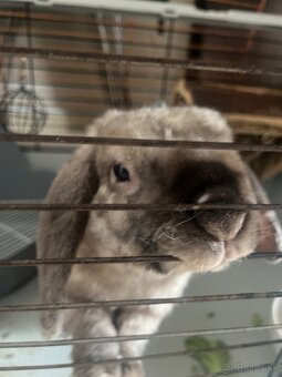 Darujem Zajka Barančeka - 2