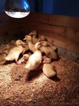 HUSOKACKA, HUS, KAČKA... - 2