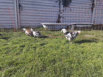 Svedska kvetinka - 2