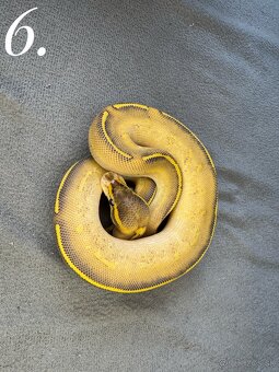 Predám nádherne mladata Python Regius 2024 - 2